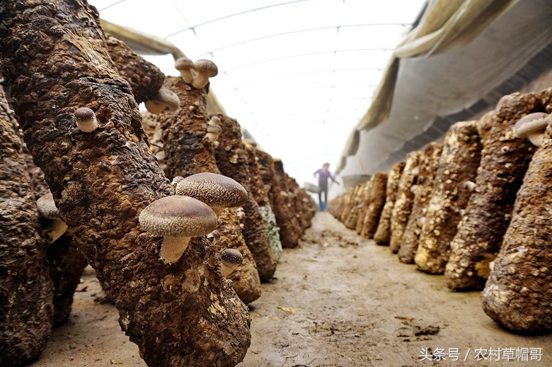 香菇种植大棚图片大全 种植香菇的成本和利润分析 一亩大棚香菇利润