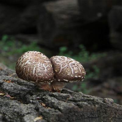 香菇蓝瘦~因为好多人没分清楚香菇、冬菇、香蕈