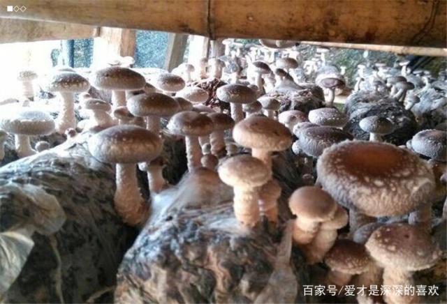 香菇种植注意事项以及为了提高香菇产量需要注意的事项,不可错过