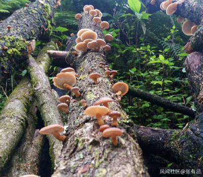 吃过野生菌你就知道云南人为啥豁出性命去吃菌子